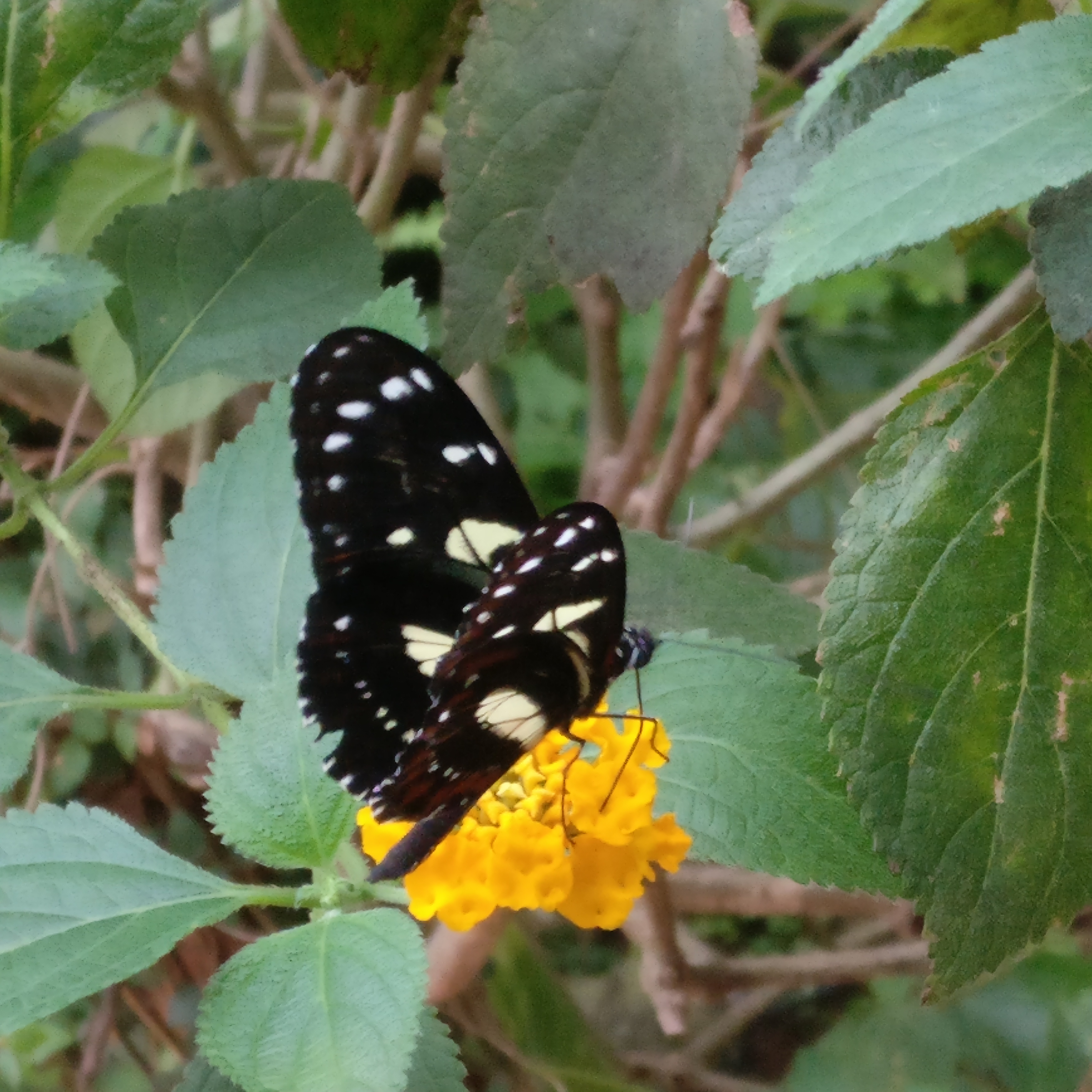 Alaris Schmetterlingspark in Wittenberg